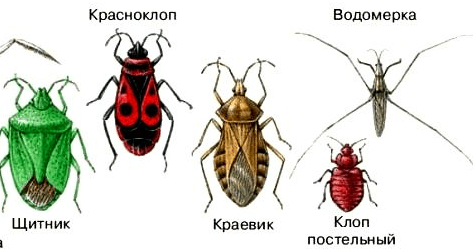 На фото описаны виды клопов